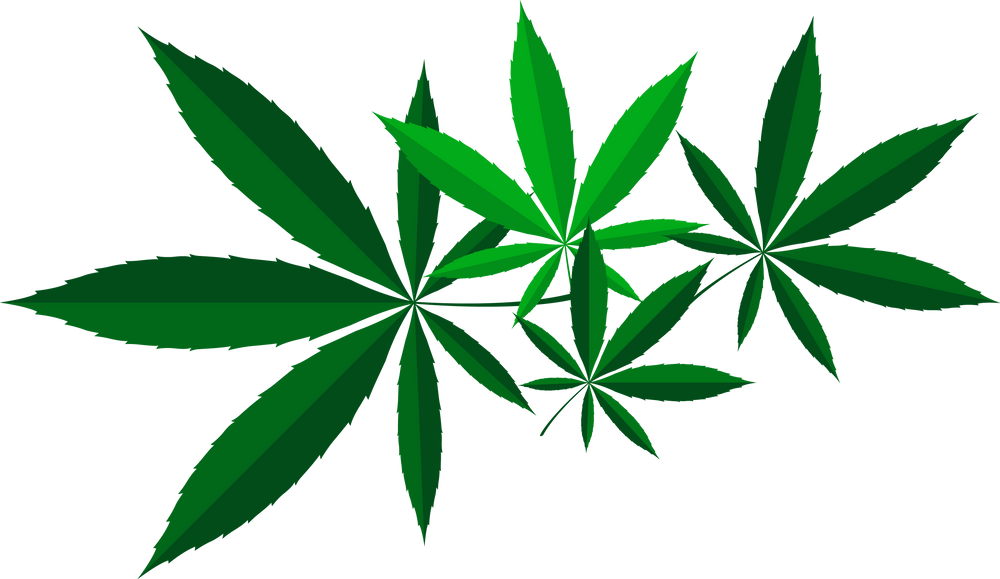 Cannabis Leaves Illustration